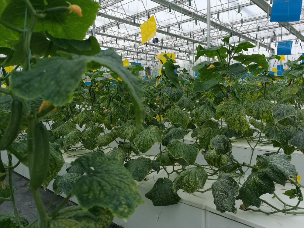 2024欧洲杯买球光电植物生长灯事业部的产品用于植物农场蔬菜种植